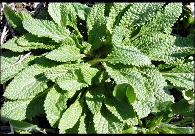 곰보배추 효능&amp;#44; 먹는 법 총정리 