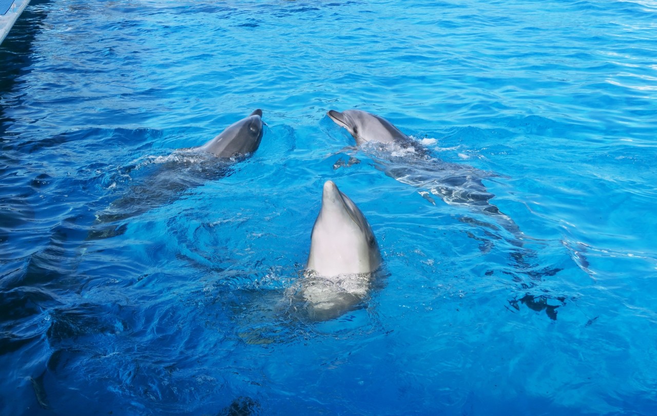 씨월드의 귀여운 고래들