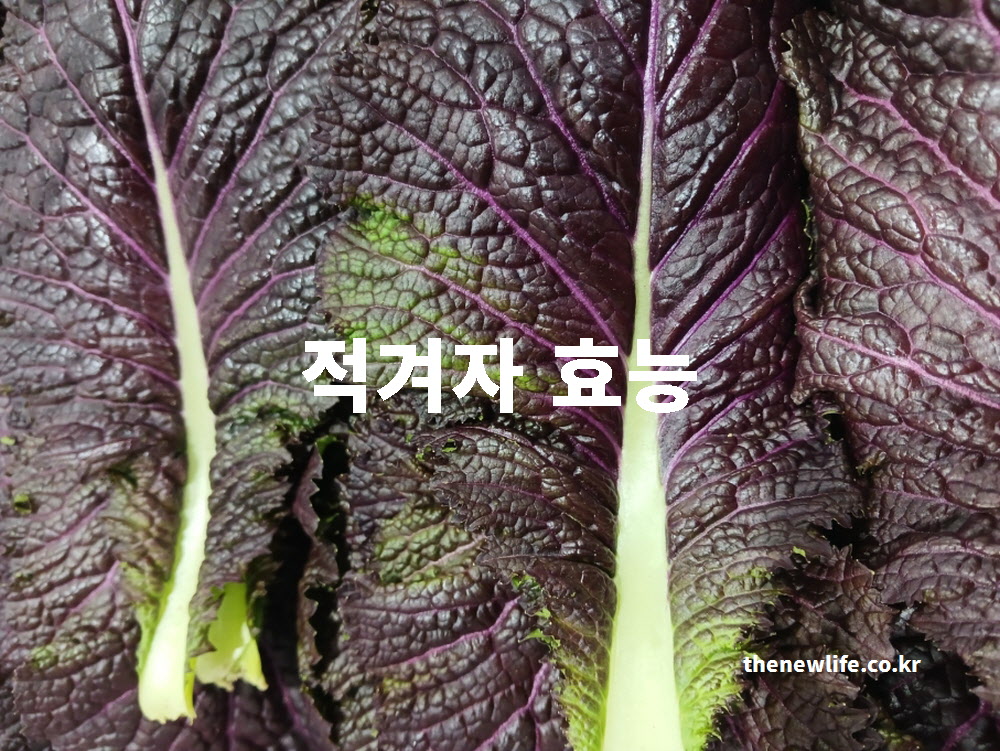 붉은색 잎이 선명한 적겨자 사진과 적겨자 효능이라는 제목 텍스트