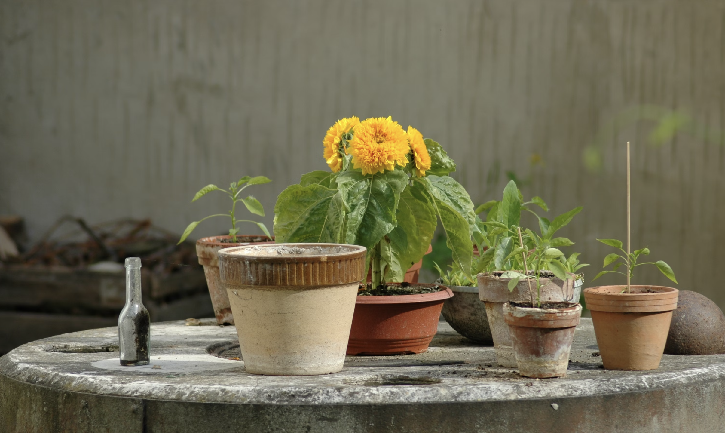 화분 고르기 가이드 – 식물마다 다른 집이 필요해요 (소재, 크기, 배수구)