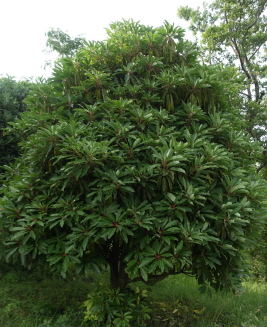 굴거리나무 수형