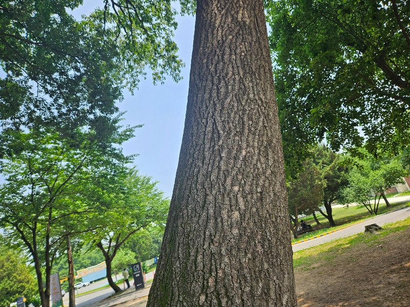 상수리나무 수피1