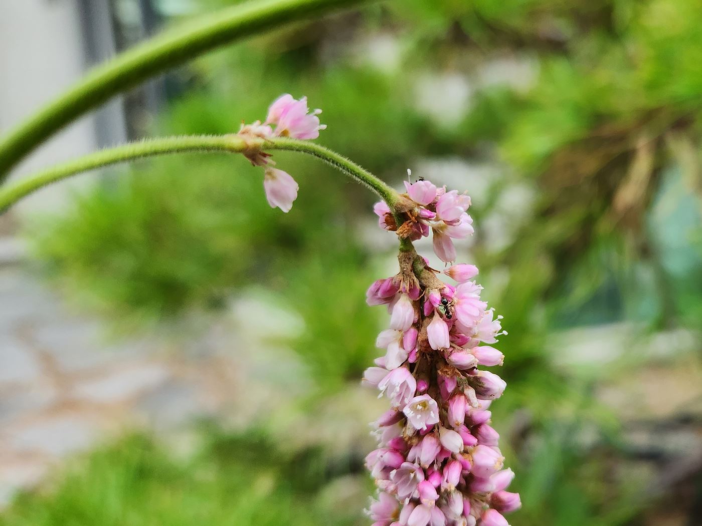 노인장대(털여뀌)