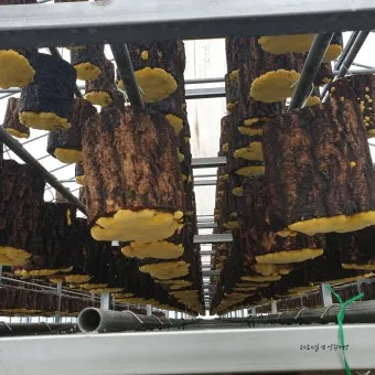 상황버섯 재배 톱밥 배지 균사 배양 환기 관리_30