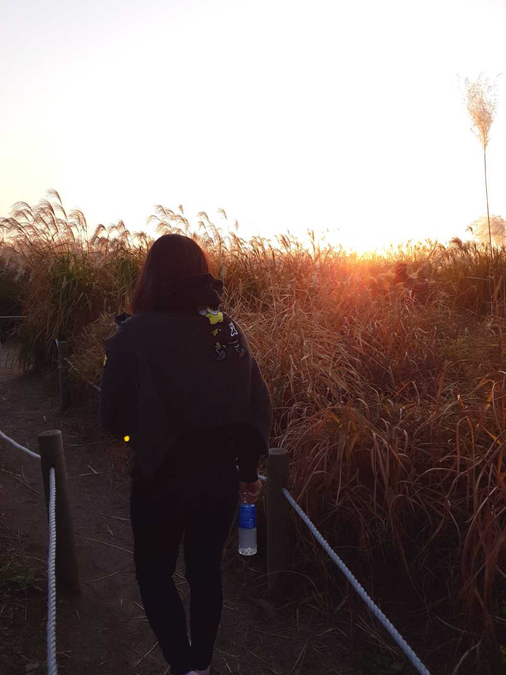 하늘공원억새축제