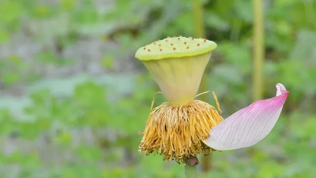 알뜰폰 요금제 비교 허브 가입방법_8
