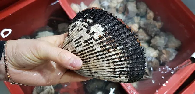 꼬막 무침 맛있게 삶는법_3