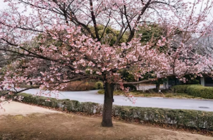 아이 벚꽃 스냅 화보처럼 찍는 구도와 스마트폰 보정 앱