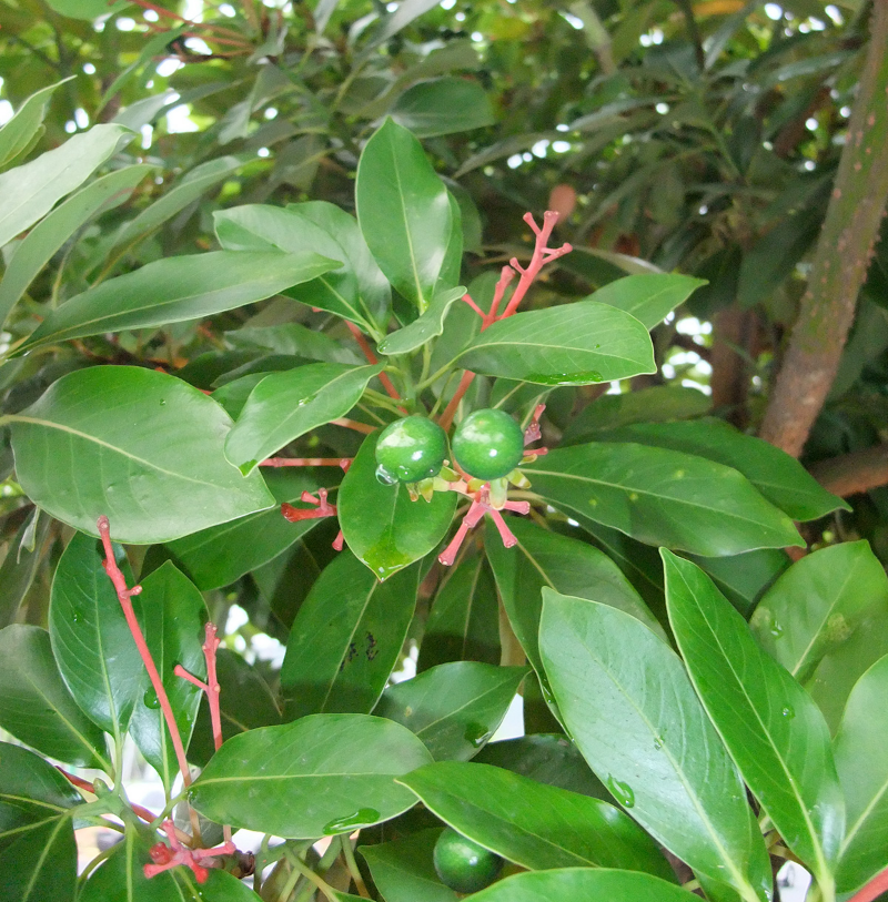 후박나무 열매2