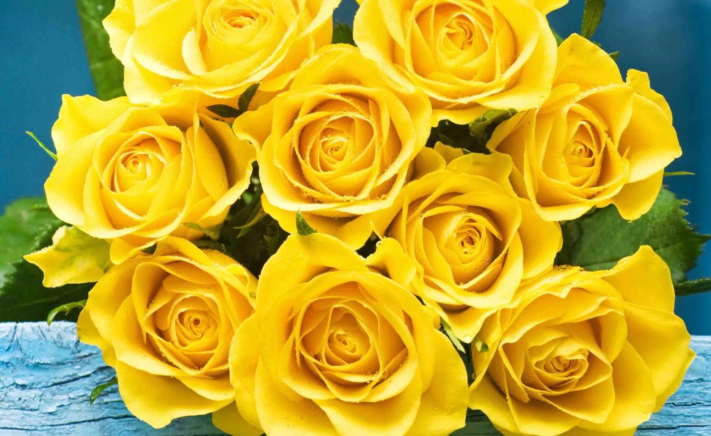 장미꽃 색깔별 꽃말&amp;선물