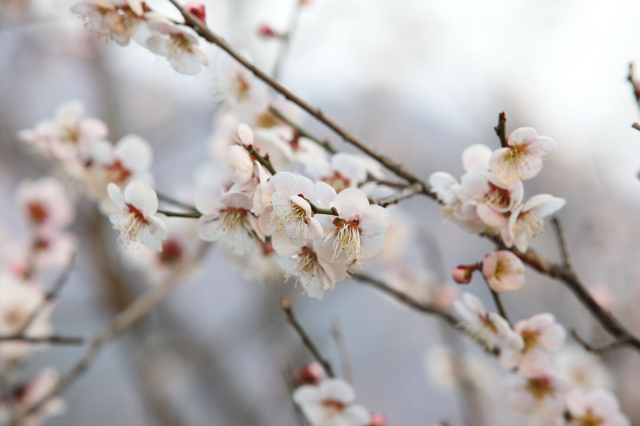 2025 광양 매화축제 완벽 가이드 ❘ 일정, 주차, 맛집 총정리!
