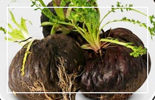 블랙마카의 주요 성분