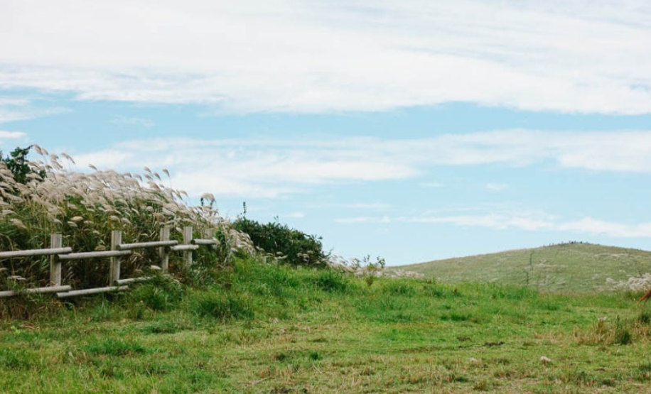 제주도 새별오름 억새밭