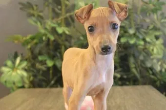 전 세계에서 가장 비싼 강아지 TOP20 몸값 높은 명품견 총정리 안내_15