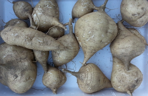 히카마 가격 시세