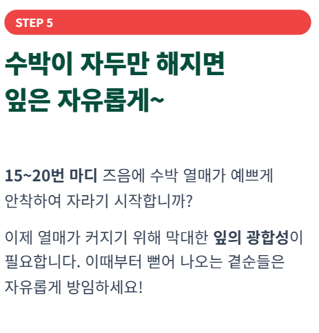 수박 순치기 방법