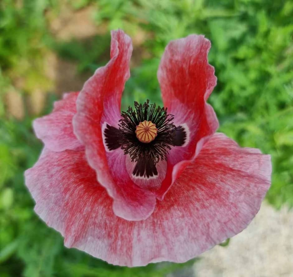 원주 용수골 양귀비꽃