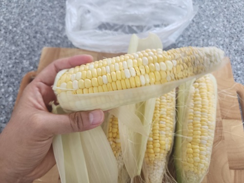 초당옥수수 전자레인지 찌는법 보관법 냉동 초당옥수수 먹는법