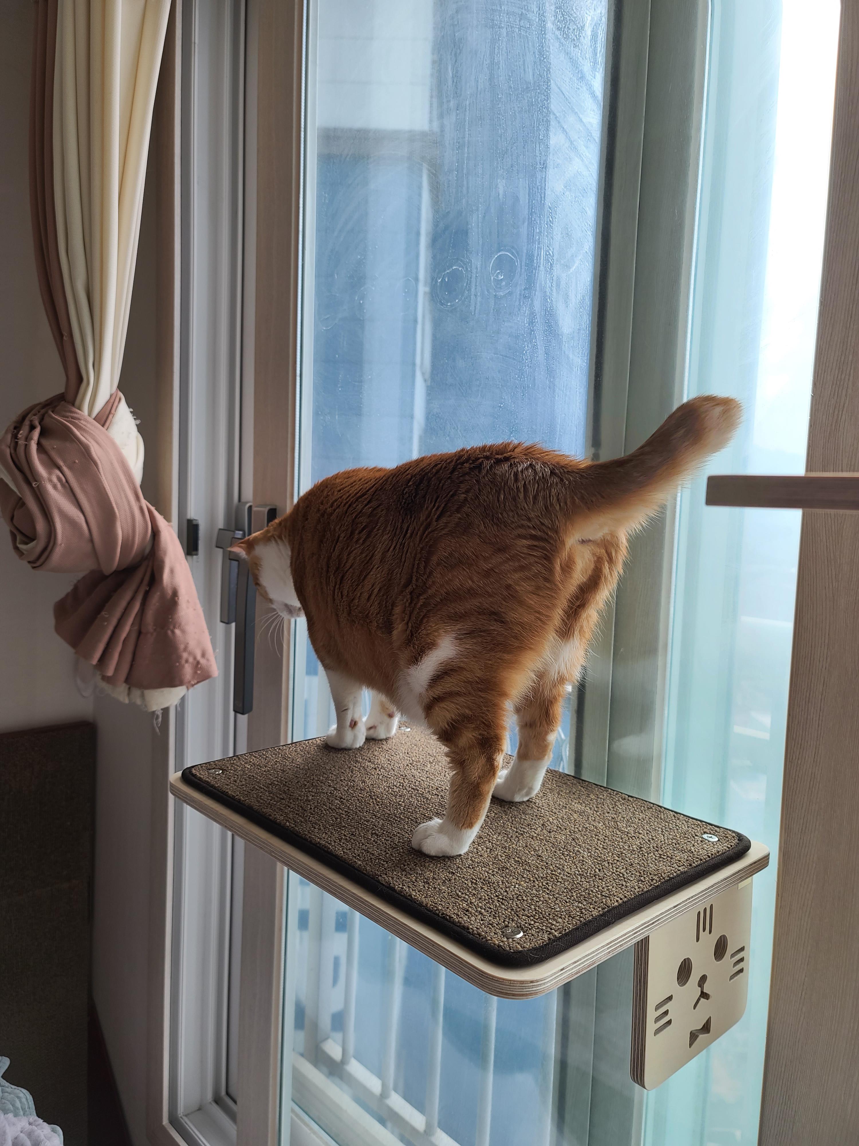 조심성 많고 소심한 막둥이의 캣볼 탐험기!! 결국 막둥이는...