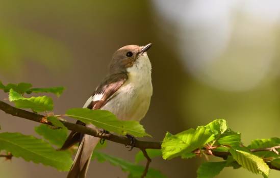 러브버그 익충, 퇴치방법은?