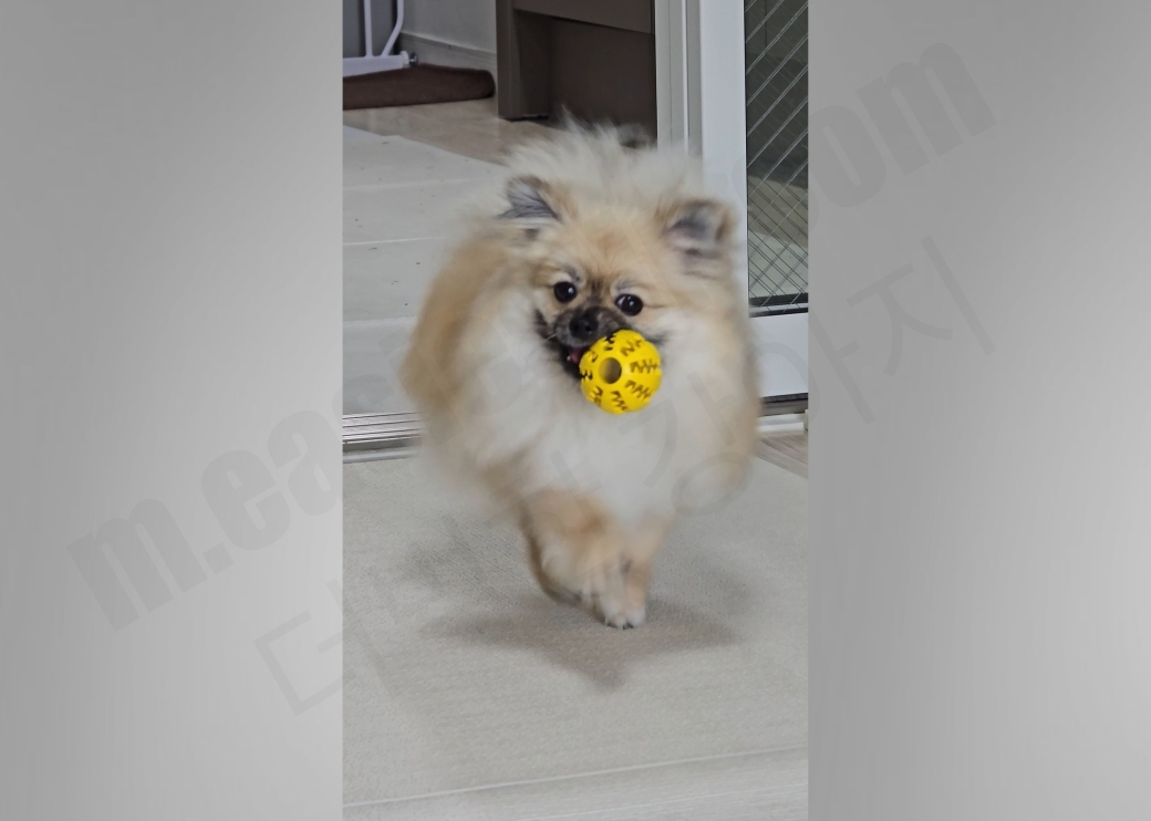 강아지가 공을 물어오는 모습