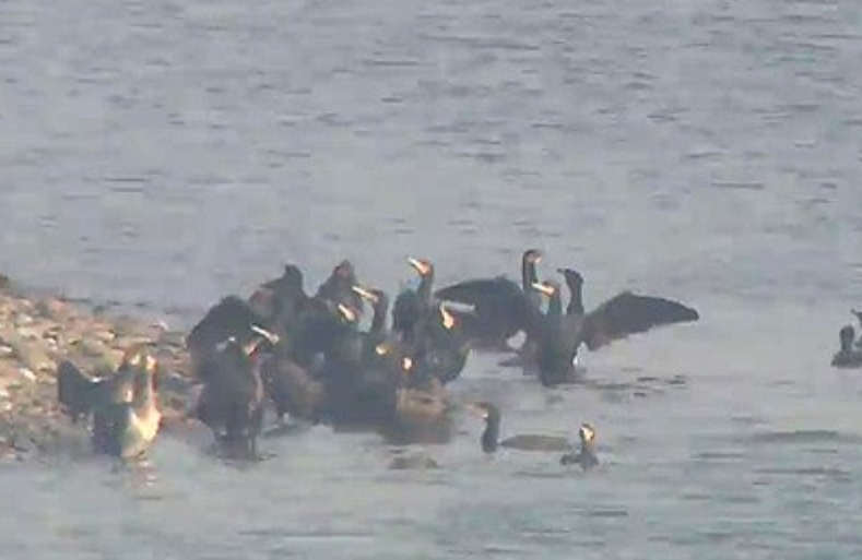 서천 야생조류 폐사체 고병원성 AI 검출