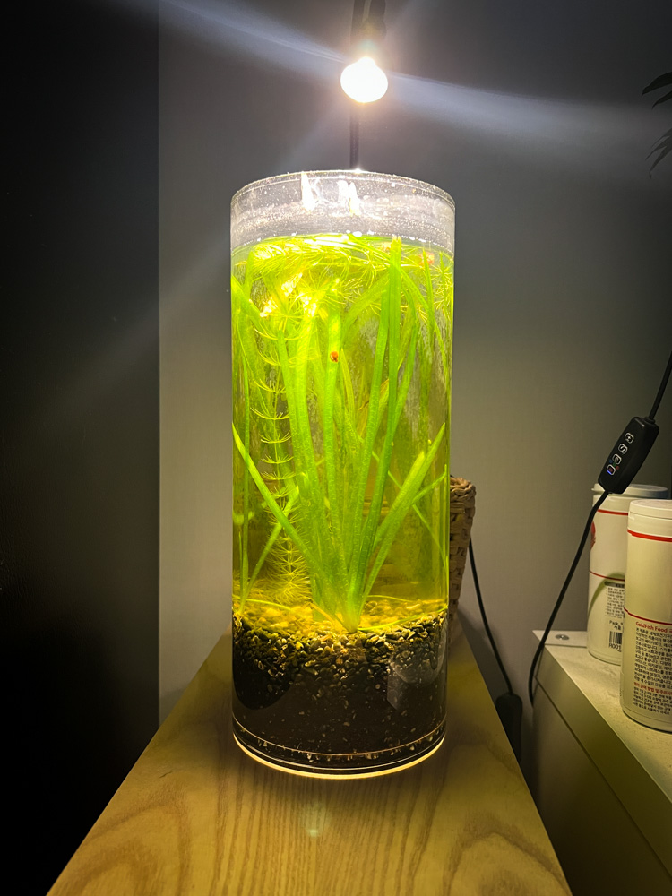 다이소_무환수어항