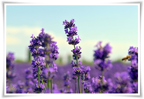 &quot;라벤더&quot; 향긋한 보랏빛 유혹, 자연이 선물하는 힐링과 영감의 향기!