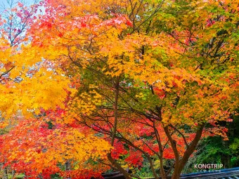 가을 단풍여행 베스트 명소 시니어 추천 코스 완벽 가이드_17