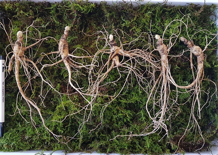 극한직업-산양삼-어디-거창-홍천-주문-택배