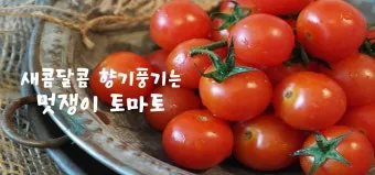 2주 이상 방울토마토 보관 시 꿀팁 오래 보관_5