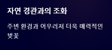 마이산 벚꽃 개화시기 2025