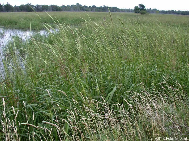 늪지대의 야생벼