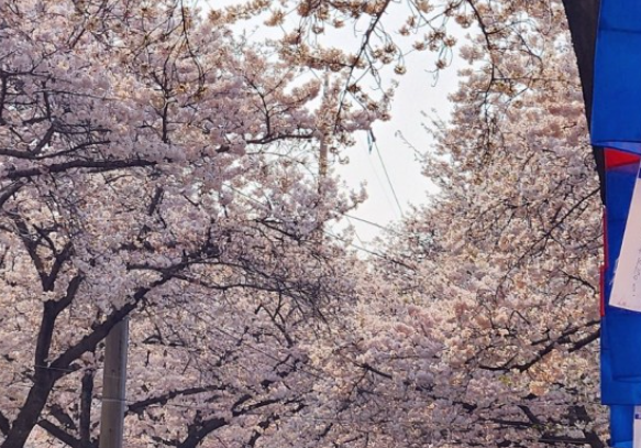 전주-벚꽃-명소