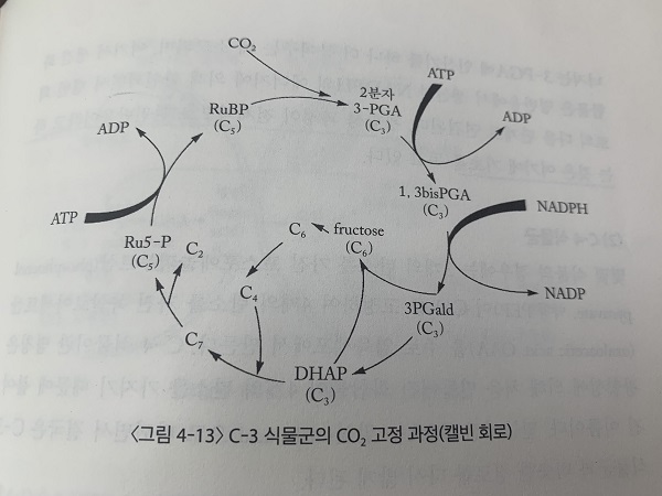 출처 : 수목생리학 (이경준 지음)