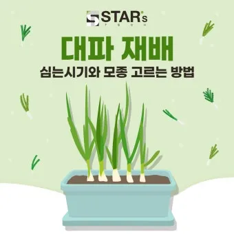 모종 고르는 법 줄기 굵기 잎색 뿌리상태 병해 흔적 확인_26