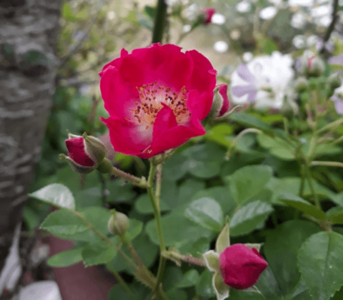 찔레장미5