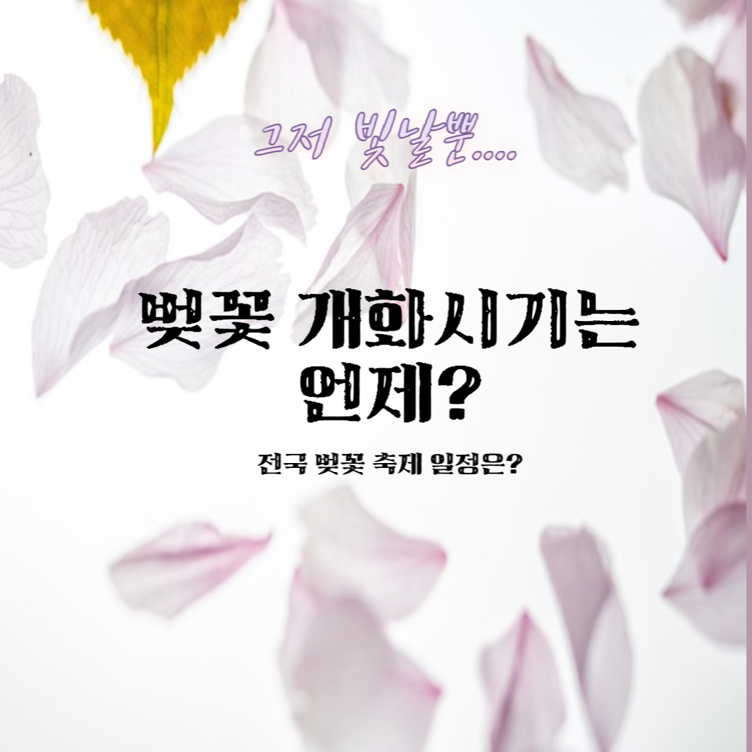 벚꽃