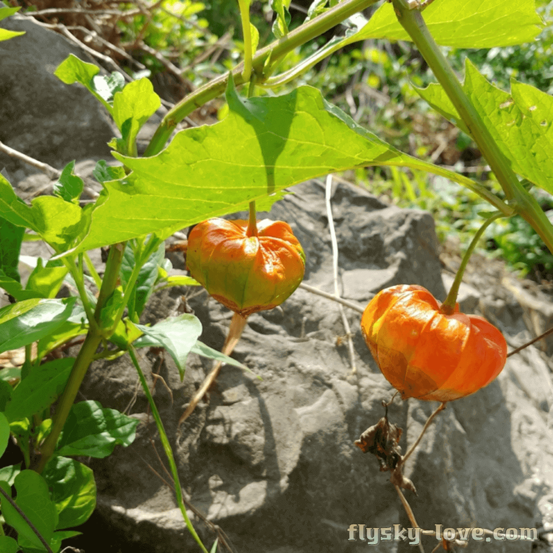 건강에 좋은 꽈리