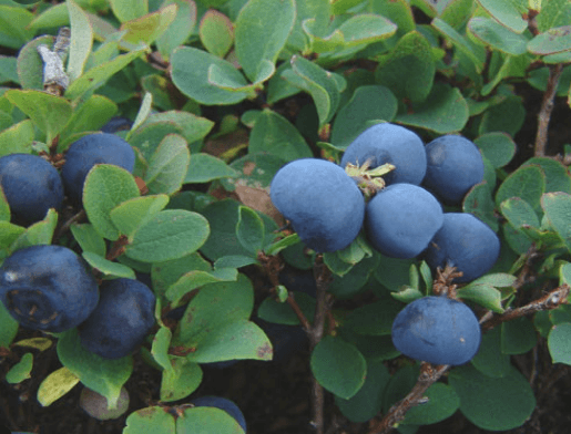 들쭉나무 열매 꽃 묘목 특징과 용도