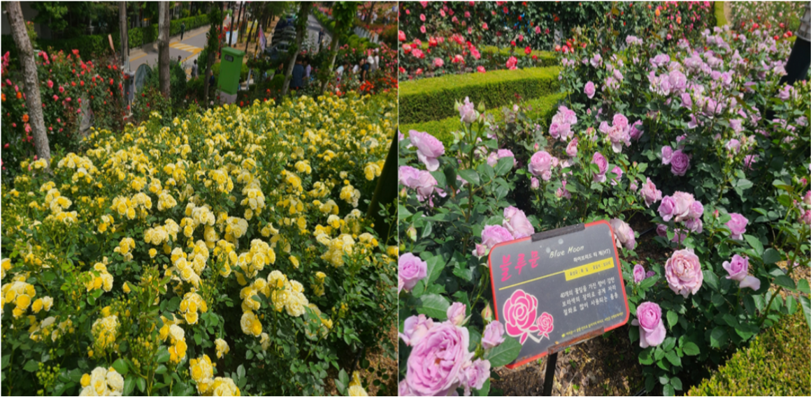 부천 백만송이 장미축제