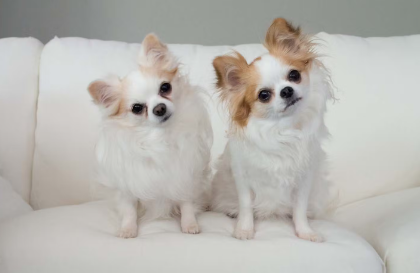 개가 고개를 갸우뚱하는 이유