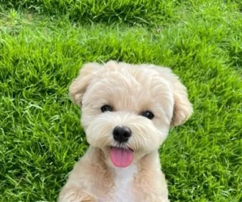 말티푸 단점 장점 성견 크기 분양가격_14