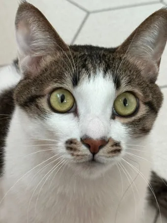 코숏 고양이 털색깔 종류 성격 수명_10