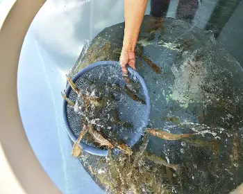 홍성 남당항 대하축제_6