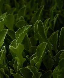 궁채 효능 부작용 나물 고르는법 칼로리