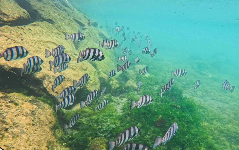 제주 해녀 물질 체험 정보 및 신청 방법