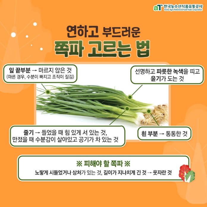 김장김치재료-좋은-쪽파