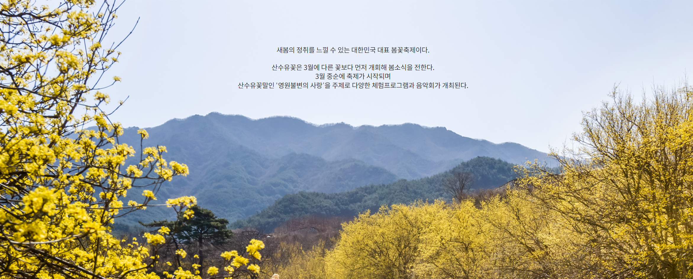 산수유꽃축제