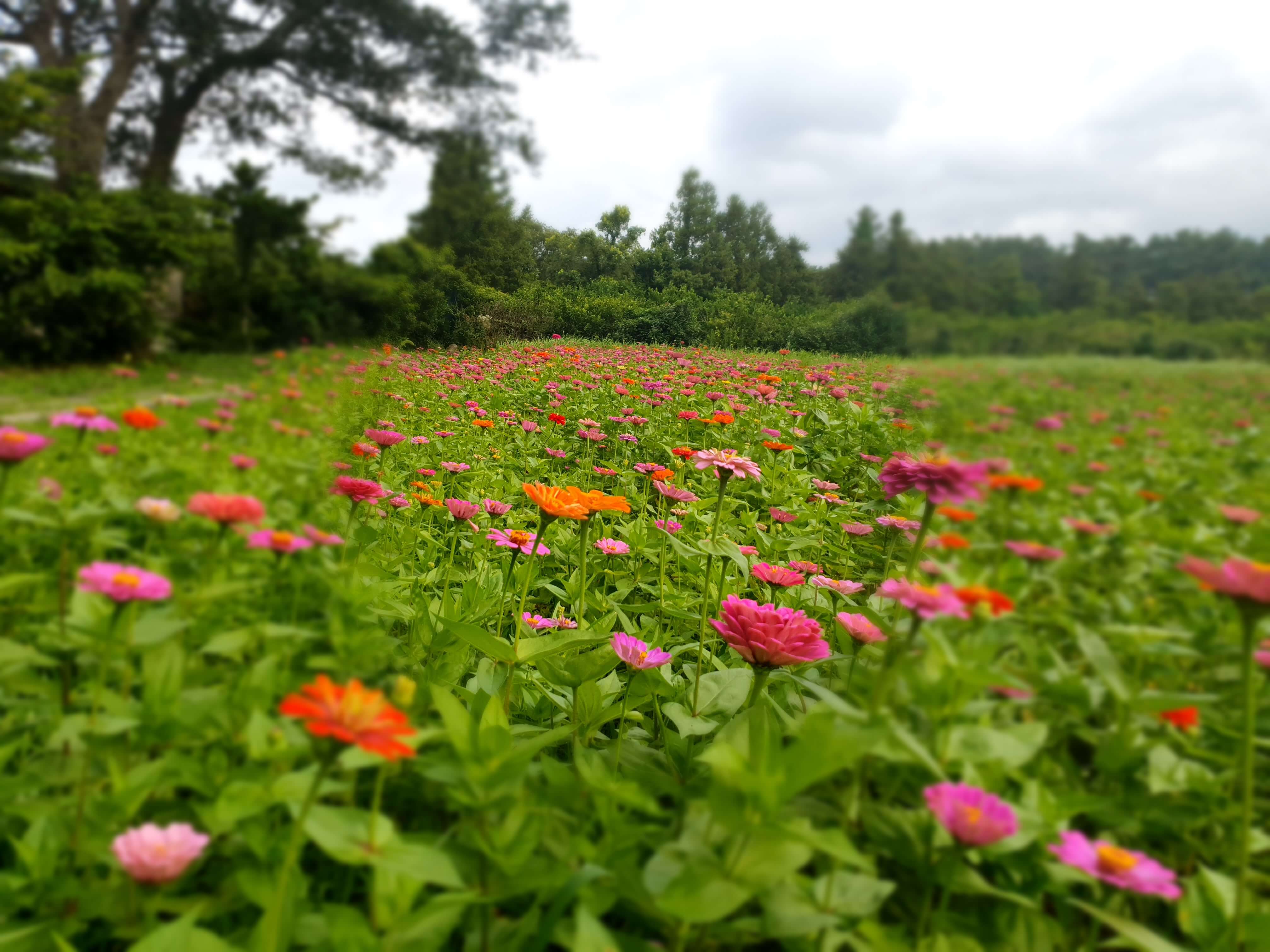 제주 항파두리 항몽유적지 양귀비 꽃밭 나홀로나무